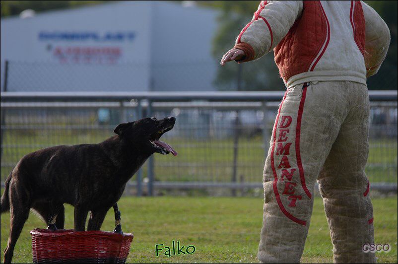 2013-oyo-Falko-val-2.jpg